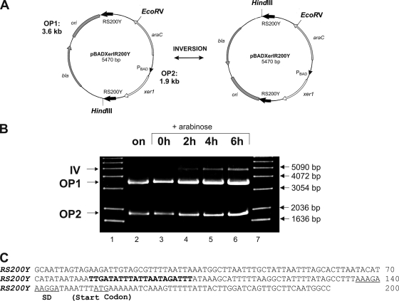 FIG. 2.