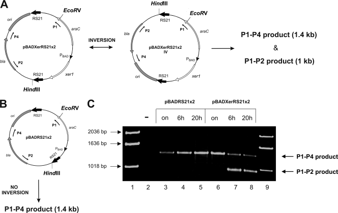 FIG. 1.