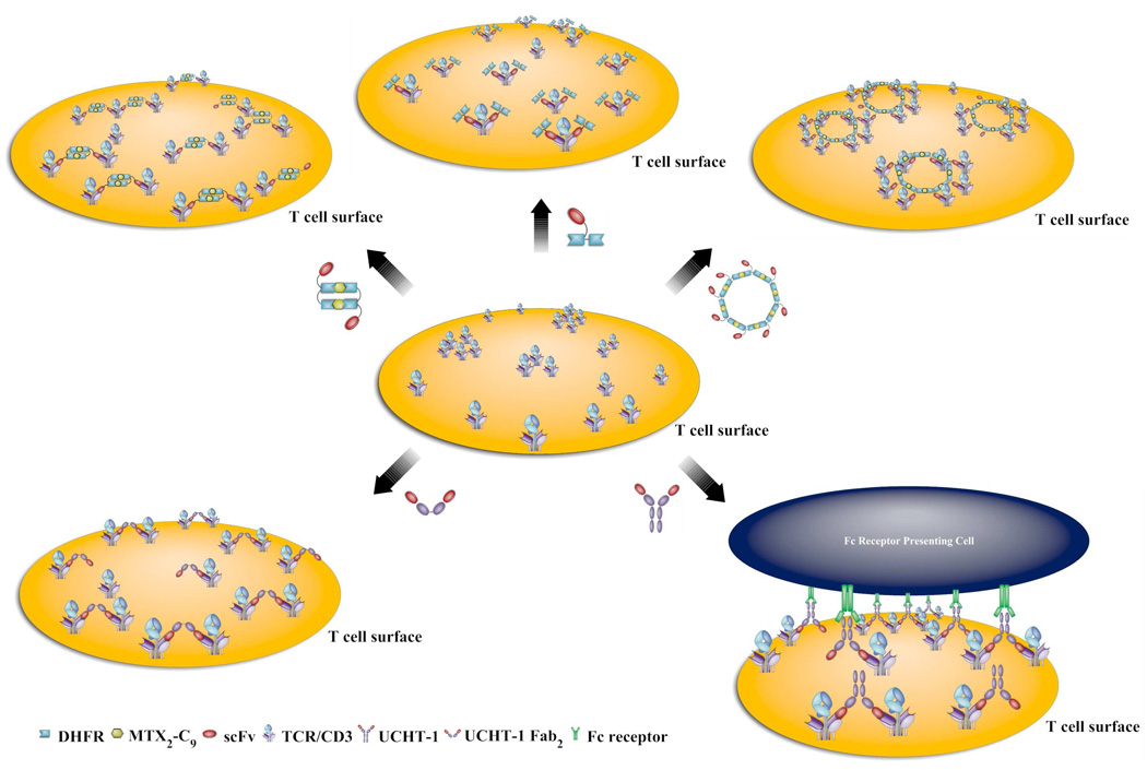 Scheme 2