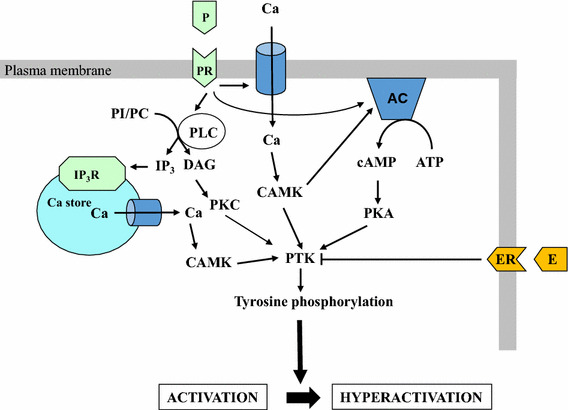 Fig. 1