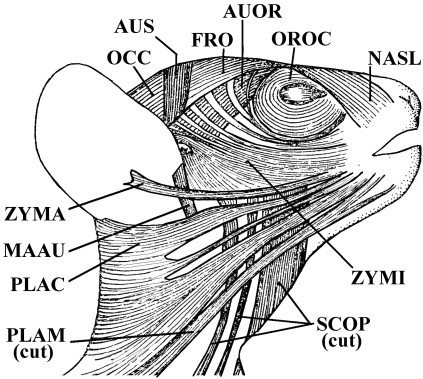 Fig. 12