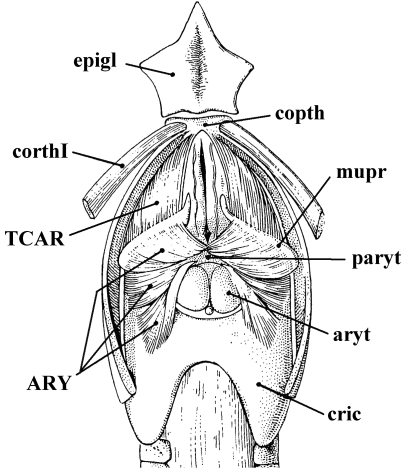 Fig. 10