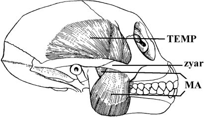 Fig. 13