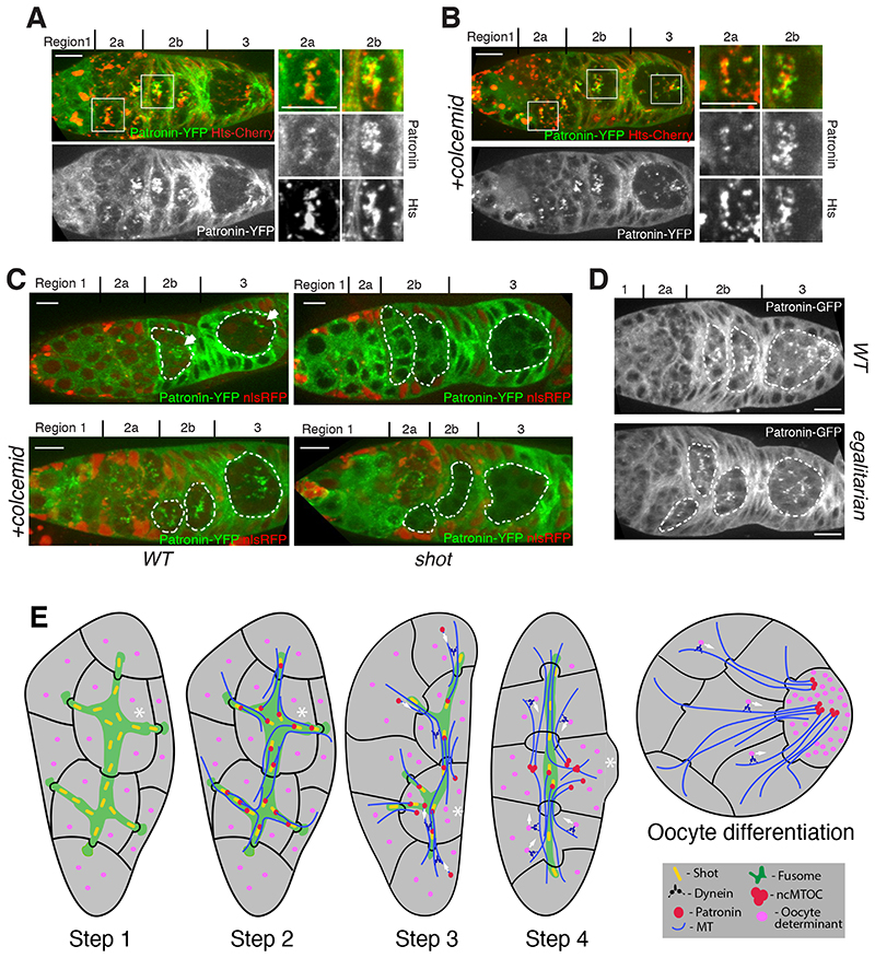 Fig. 4