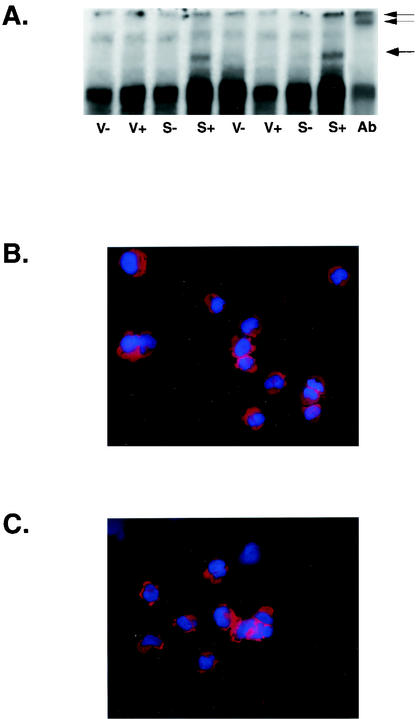 FIG. 7.