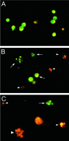 FIG. 2.