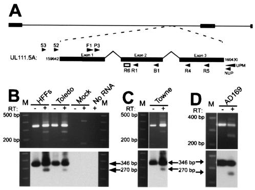 FIG. 1.