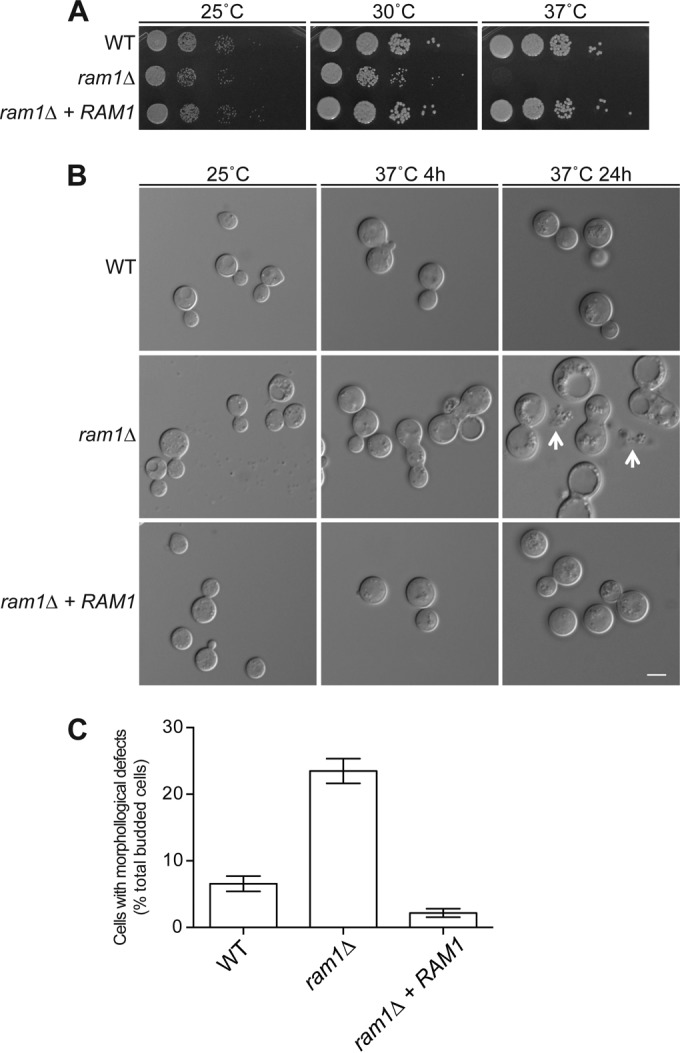 FIG 1 