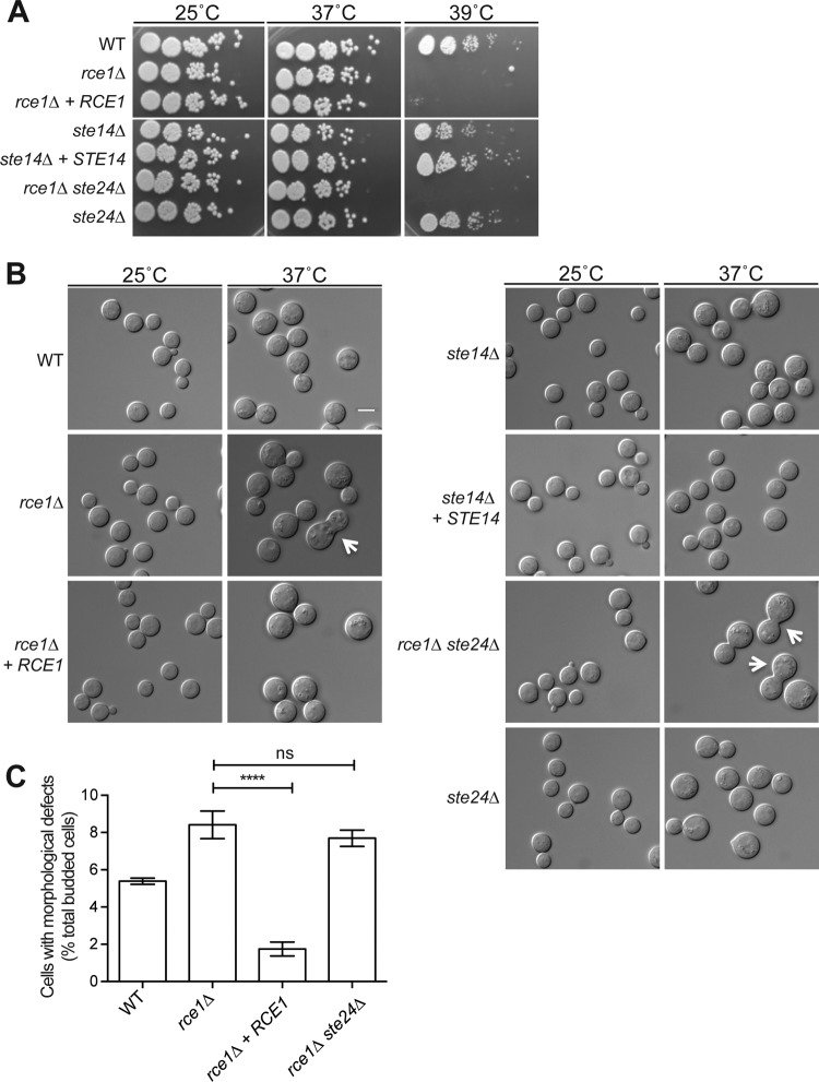 FIG 3 