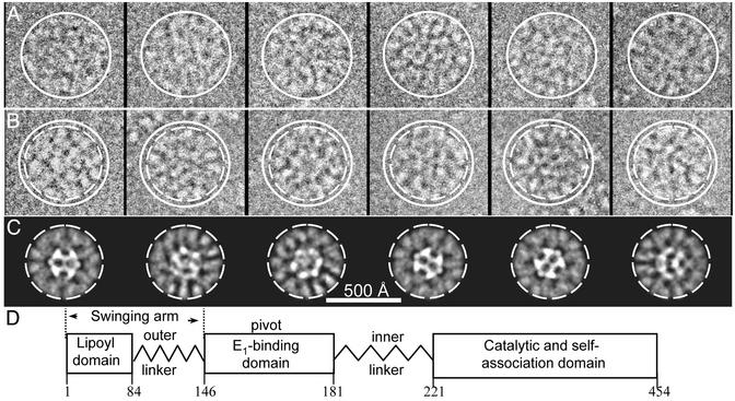 Fig. 1.