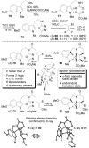 Scheme 13