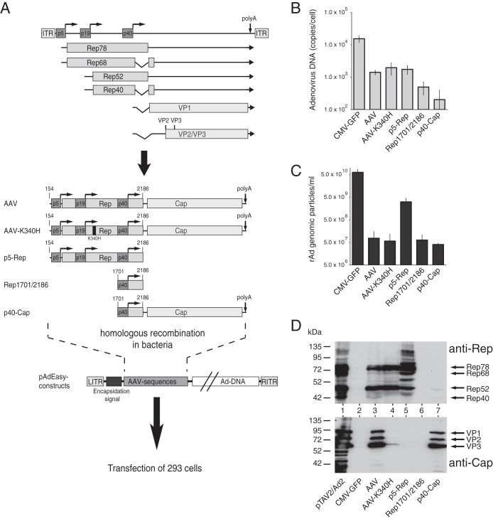 FIG 1