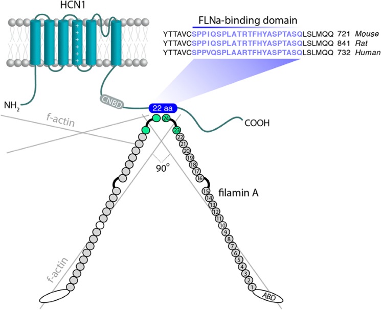 FIGURE 1.