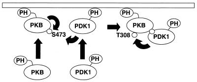 FIG. 12.