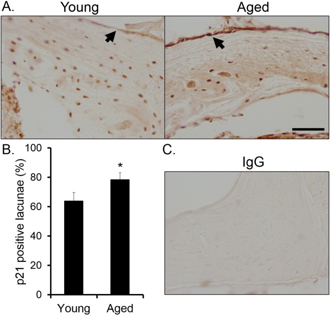 Supplementary Fig. 9