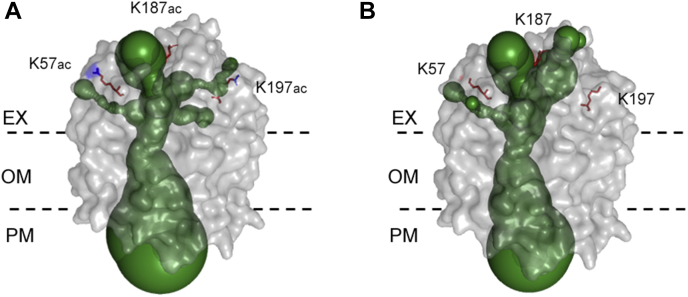 Fig. 8