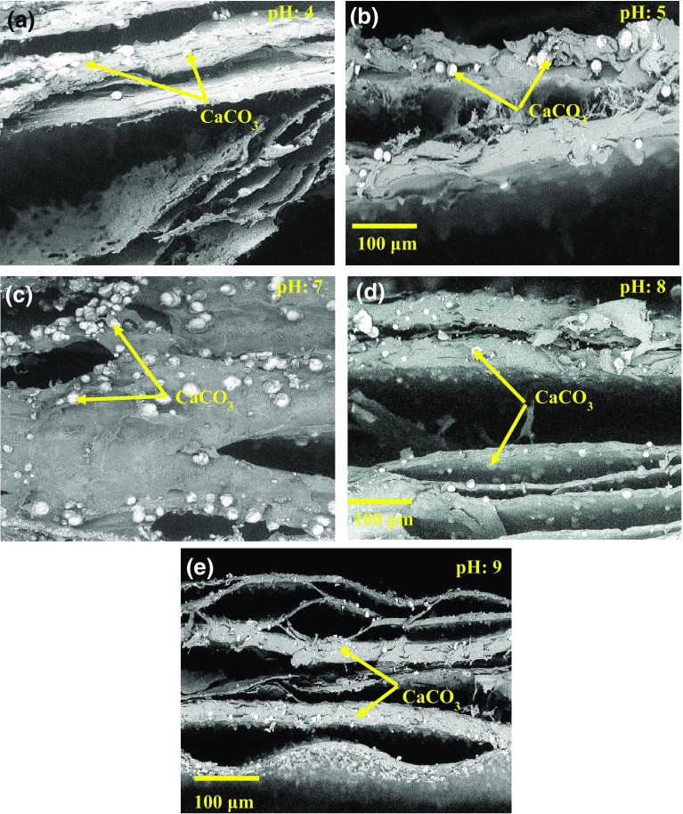 Fig. 10