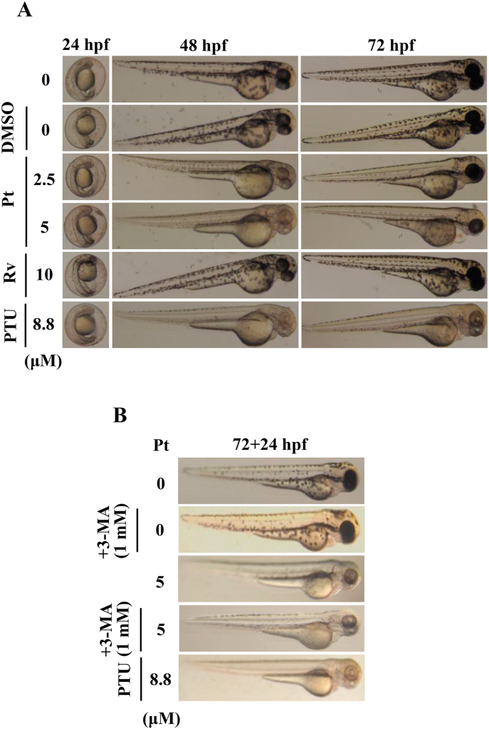 Fig. 12