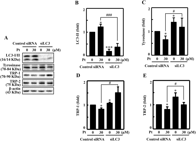 Fig. 11