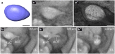 Fig. 7