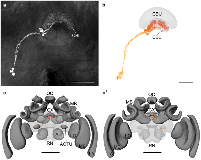 Fig. 10