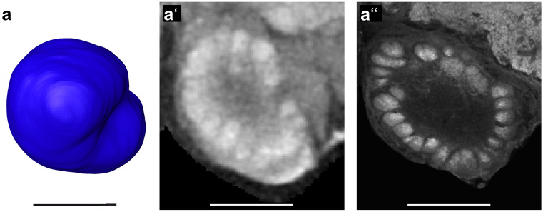 Fig. 8