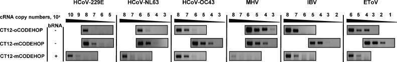 Fig. 5