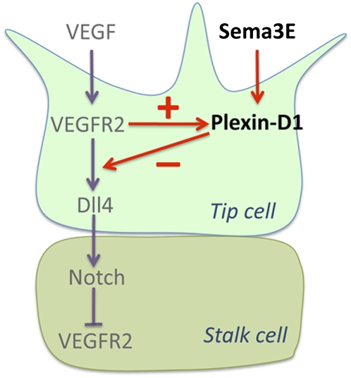 Figure 7.