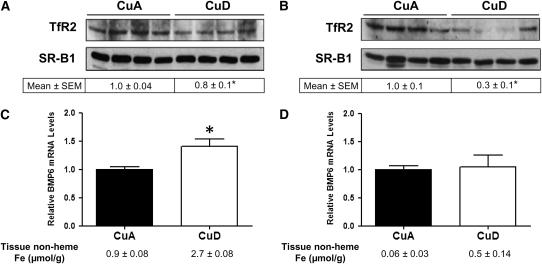 FIGURE 5 