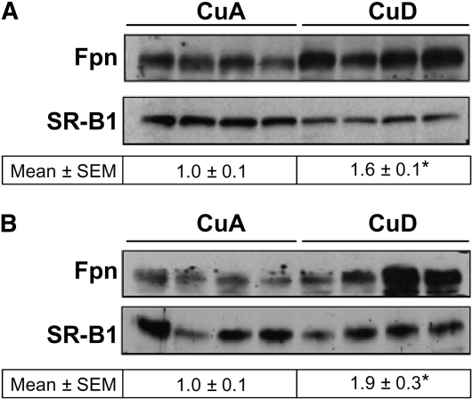 FIGURE 3 