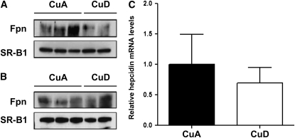 FIGURE 4 