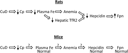 FIGURE 6 