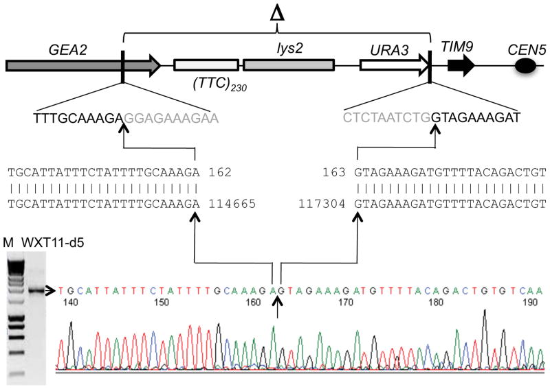 Figure 5