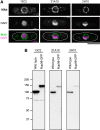 FIG. 4.