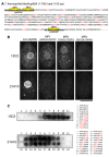 FIG. 2.