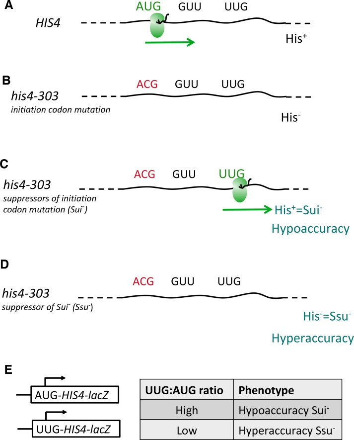 Figure 3—figure supplement 1.