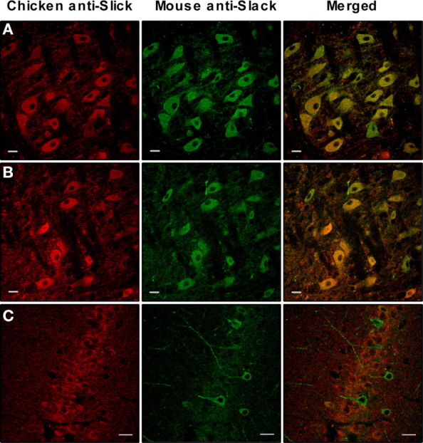 Figure 10.