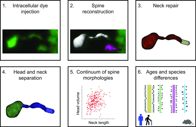 graphic file with name ENEURO.0039-22.2022_f009.jpg