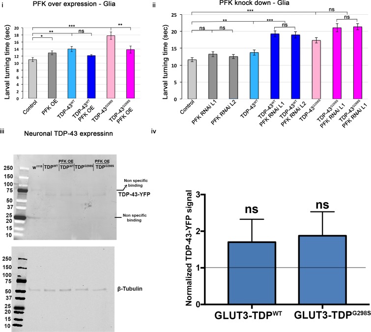 Figure 6—figure supplement 1.