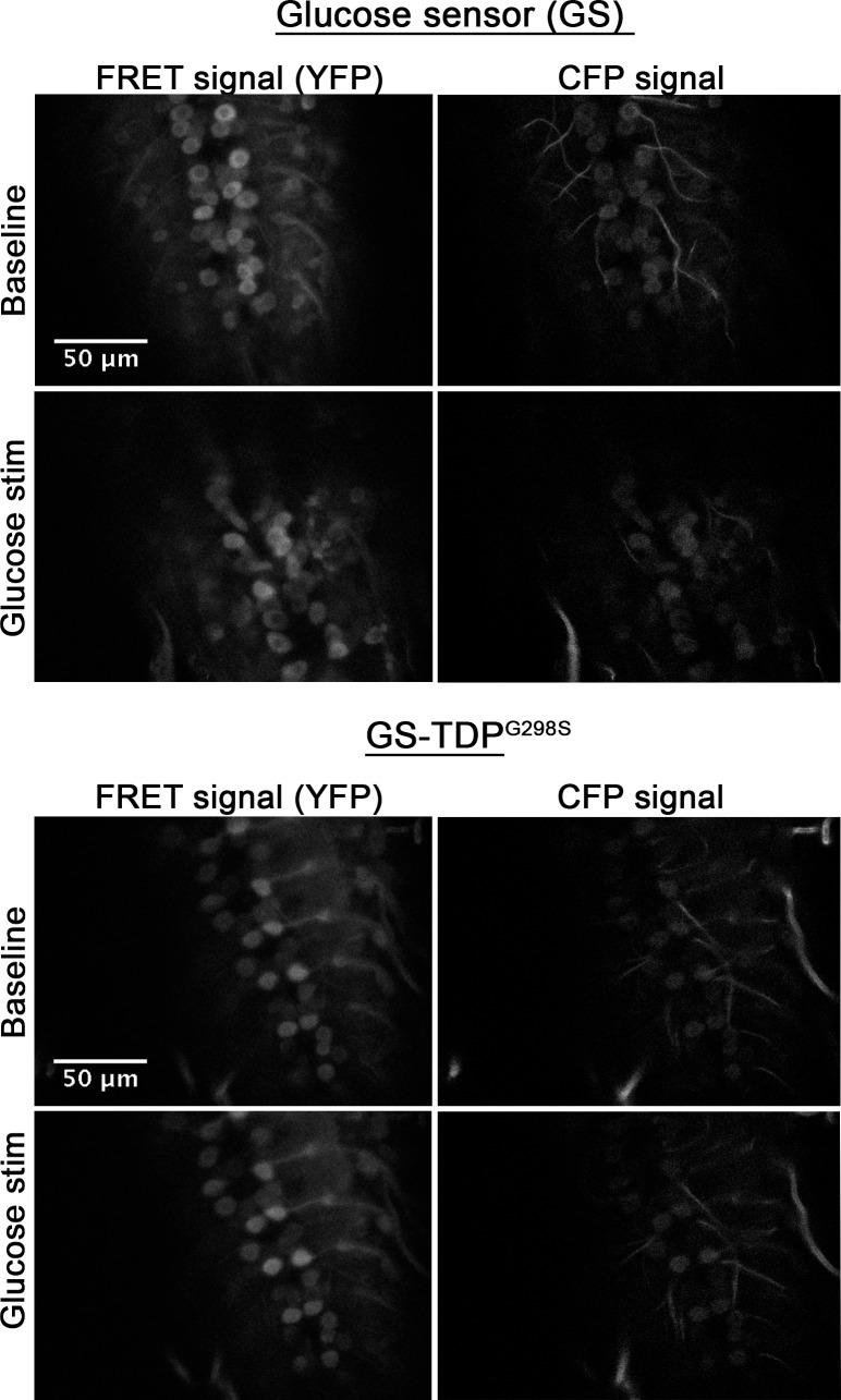 Figure 3—figure supplement 1.