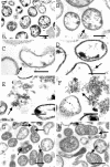 FIG. 5.