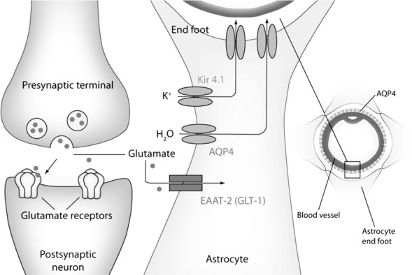 FIGURE 1.