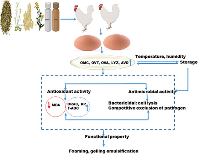 FIGURE 4