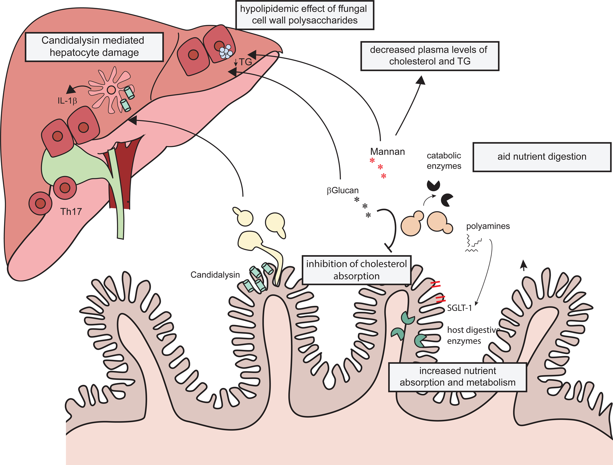 Figure 3: