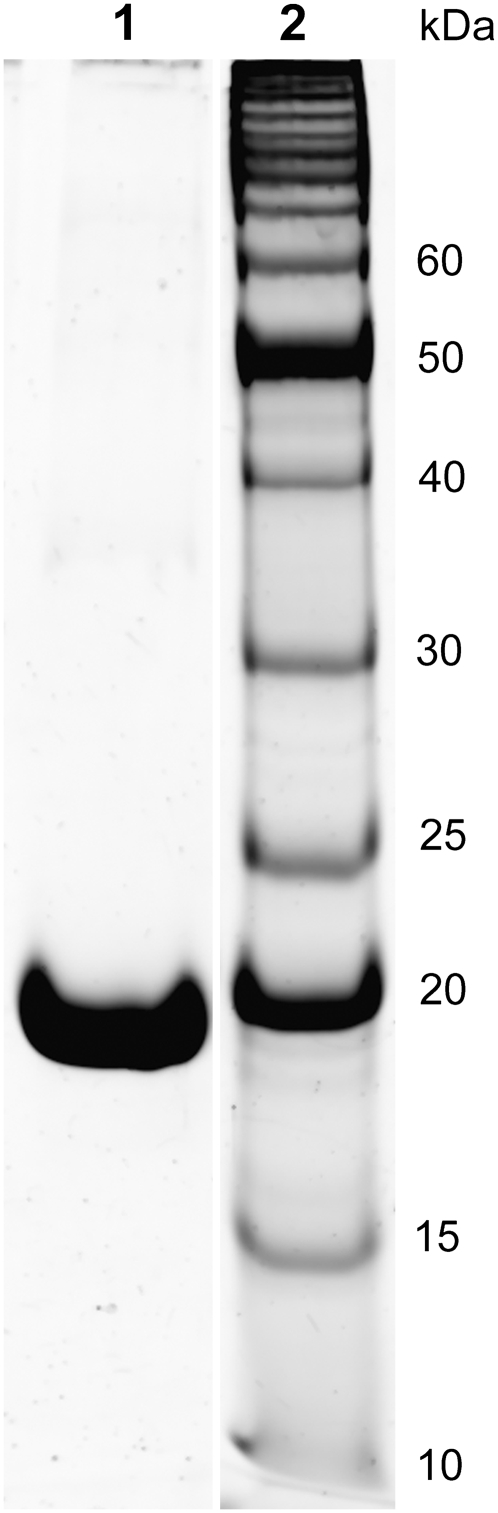 FIGURE 1