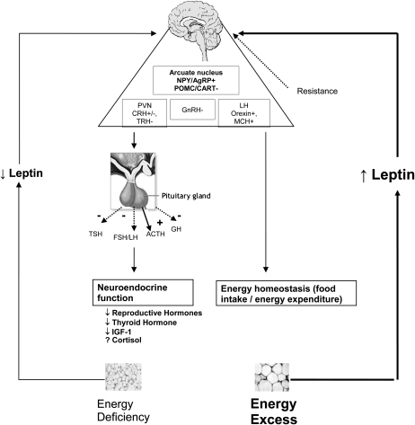 FIGURE 1