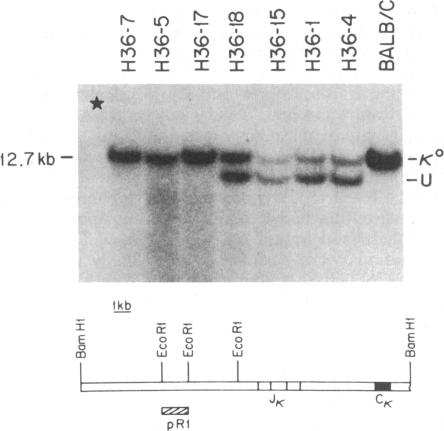 graphic file with name pnas00611-0245-a.jpg