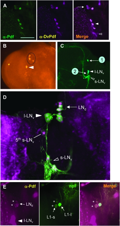 Figure 4.—