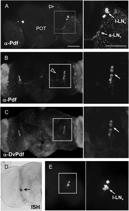 Figure 3.—