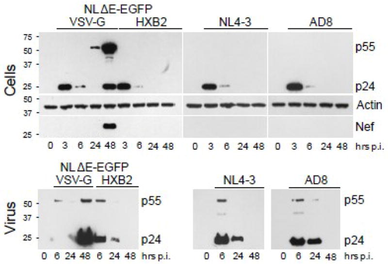 Fig. 4